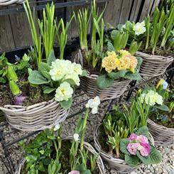 Planted Basket 